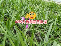 云南大理20-30cm三叉白芨多少錢(qián)?圖2