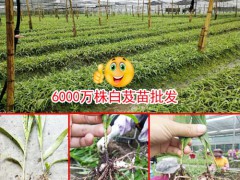 云南大理20-30cm三叉白芨多少錢(qián)?圖3