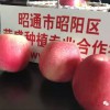 陽(yáng)江市哪里有昭通蘋(píng)果|昭通果業(yè)基地|13887043679