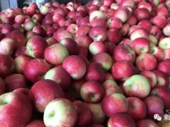 宜賓市哪里有昭通蘋果|昭通果業(yè)基地|13887043679圖1
