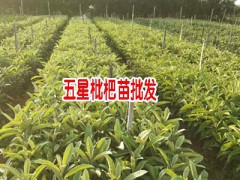 云南紅河,蒙自枇杷苗價格多少錢一棵?圖1