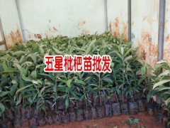蒙自枇杷枇杷怎樣栽培?_蒙自市果苗培育基地圖3