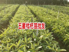 蒙自枇杷苗什么時(shí)候種植:-圖1