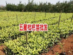 蒙自枇杷苗什么時(shí)候種植:-圖2