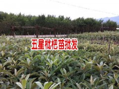 蒙自枇杷苗什么時(shí)候種植:-圖3
