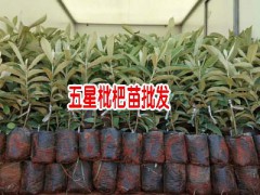 蒙自市紅艷苗圃基地苗木信息圖1