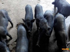 150萬西雙版納景洪小耳豬養(yǎng)殖場轉讓圖3