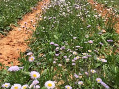曲靖燈盞花種苗生產基地/陸良燈盞花圖2