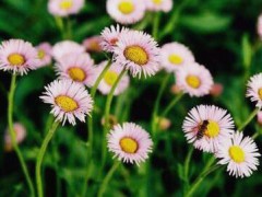 曲靖燈盞花種苗生產基地/陸良燈盞花圖3