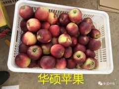 漢中市哪里有昭通蘋果|昭通果業(yè)基地|13887043679圖3