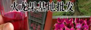 火龍果酒、火龍果干片&火龍果種苗供應(yīng)信息(產(chǎn)地云南)