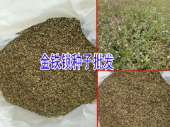 金鐵鎖種子_ 金鐵鎖種子價格_金鐵鎖種子圖片圖1