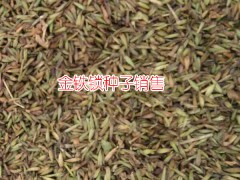 中藥材金鐵鎖種子批發(fā)_2018年金鐵鎖種子價格圖1