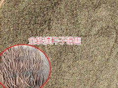 中藥材金鐵鎖種子批發(fā)_2018年金鐵鎖種子價格圖3