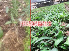 黃精苗價(jià)格及批發(fā)廠家_黃精小苗價(jià)格是多少?圖1