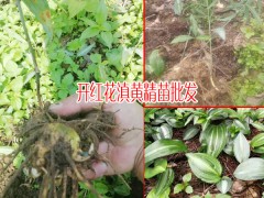 黃精一畝地要多少種苗_在哪里能買到黃精種苗_黃精幼苗圖1