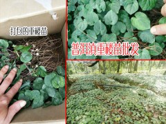 高桿滇重樓種苗圖片_滇重樓苗多少錢一株?圖1