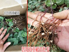 重樓苗多少錢一株?圖1