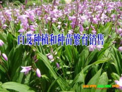云南巨莖白芨哪里在銷售？