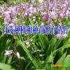 云南巨莖白芨哪里在銷售？