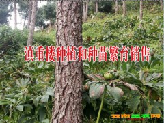 云南巨莖白芨哪里在銷售？圖3