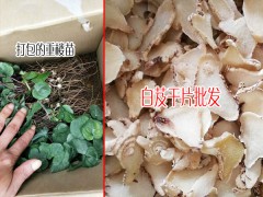 白及種苗多少錢一顆?種植一畝白及需要多少白芨種苗?圖1