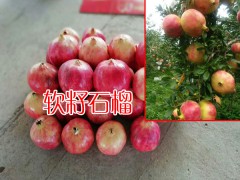 軟籽石榴有多少種?_軟籽石榴苗多少錢(qián)?13769217896圖2
