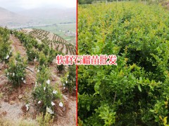 軟籽石榴有多少種?_軟籽石榴苗多少錢(qián)?13769217896圖3