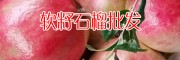 1.2年軟籽石榴樹(shù)苗價(jià)格表_賓川“中國(guó)水果之鄉(xiāng)”供應(yīng)