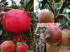 云南水果成熟時間表_水果自然成熟時間表圖1