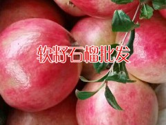 云南軟籽石榴_云南軟籽石榴批發(fā)_軟籽石榴報(bào)價(jià)圖3