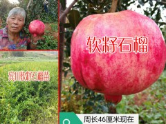 石榴行情*云南大理州賓川縣_石榴價格行情走勢圖1