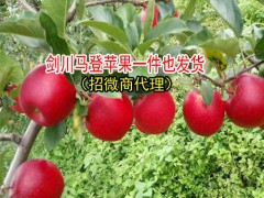 云南丑蘋果的產(chǎn)地在哪?-云南丑蘋果特點-劍川縣續(xù)鵬種植園圖2