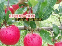 云南丑蘋果的產(chǎn)地在哪?-云南丑蘋果特點-劍川縣續(xù)鵬種植園圖3