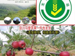 怎么挑選云南野蘋果?_劍川縣續(xù)鵬種植園圖1
