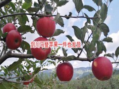 蘋果什么時候吃好?-云南野蘋果圖1