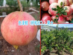 云南軟籽石榴怎么吃?_軟籽石榴怎么剝開(kāi)圖1