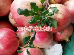 突尼斯石榴#軟籽石榴價(jià)格多少/圖1