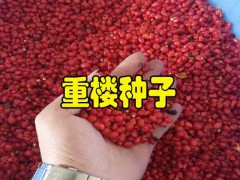 重樓種子價(jià)格_云南重樓種子價(jià)格_滇重樓種子價(jià)格圖2