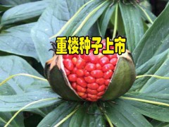 大理重樓種子價格_云南重樓種子價格_滇重樓種子價格圖1