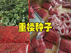重樓根莖種植方法_云南重樓根莖注意事項(xiàng)圖1