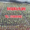 云南非洲菊種苗廠家_一般的花卉營(yíng)養(yǎng)液怎樣配制?