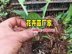 云南非洲菊種苗廠家_一般的花卉營養(yǎng)液怎樣配制?圖2