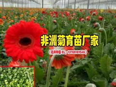 云南非洲菊種苗廠家_一般的花卉營養(yǎng)液怎樣配制?圖3