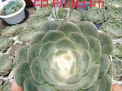 多肉種植問題圖1