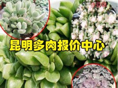 紅梅整樁無砍頭價(jià)格230.2018.10_昆明多肉報(bào)價(jià)中心圖1
