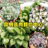 紅梅整樁無砍頭價(jià)格230.2018.10_昆明多肉報(bào)價(jià)中心
