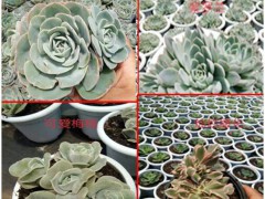 紅梅整樁無砍頭價(jià)格230.2018.10_昆明多肉報(bào)價(jià)中心圖2