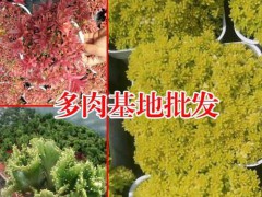 紅梅整樁無砍頭價(jià)格230.2018.10_昆明多肉報(bào)價(jià)中心圖3