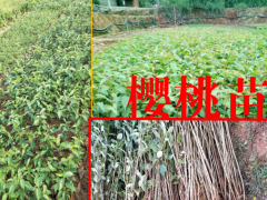 云南可以種植櫻桃嗎?_云南櫻桃樹(shù)苗圖2